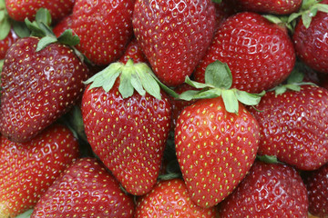 Background of berries ripe strawberries