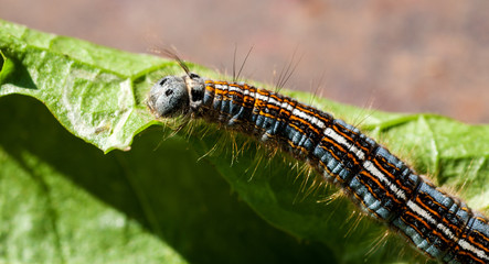 Colorful caterpillar crawling on green leaf
