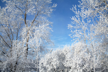 magical frost