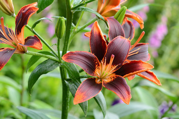 Blumen 606 © K.-U. Häßler