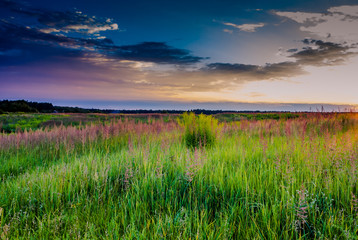 sunset in the grass in a meadow