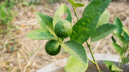 Limes plant in the vegetable garden.