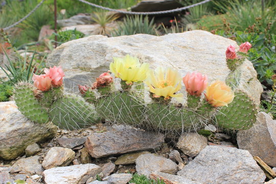Kaktus mit gelben und roten Bl&uuml;ten in einem Steingarten