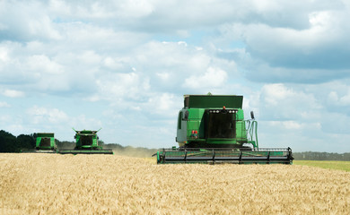 Fototapeta premium Three modern combine harvester working on a wheat crop