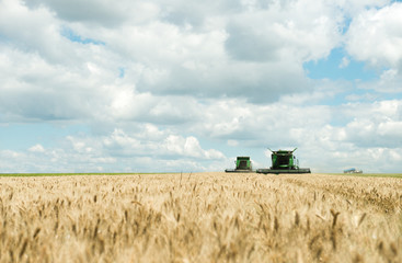 Two modern combine harvester working on a wheat crop