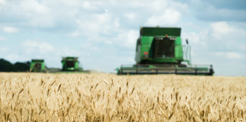Obraz premium Three modern combine harvester working on a wheat crop