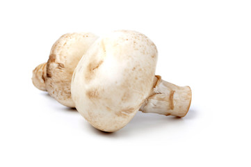 Mushroom champignon isolated