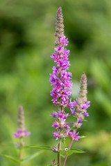 Purple loosestrife (Lythrum salicaria) inflorescences. Flower spikes of plant in the family Lythraceae, associated with wet habitats