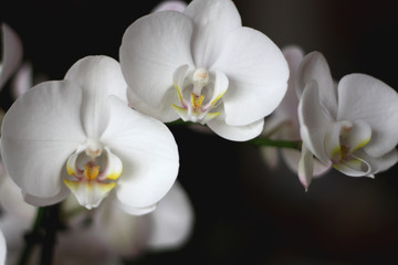 Naklejka na ściany i meble Белые орхидеи на темном фоне