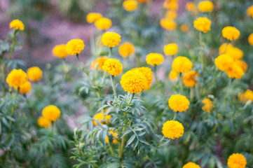 Obraz premium Yellow Marigolds Flower in the Garden, soft focus.
