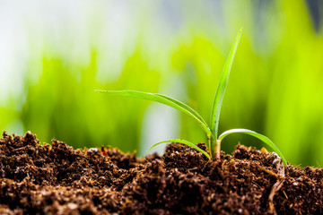 New life. Young sprout in springtime,Closeup.