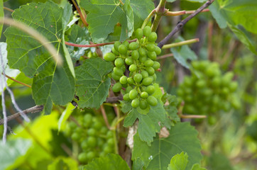 Grapes green on a bush unripe
