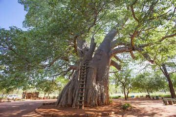 Foto op Plexiglas Baobab Een historische baobabboom blijft een toeristische attractie in de ter ziele gegane goudmijngebieden in het oosten van Zuid-Afrika