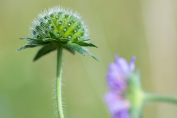 Field scabious (Knautia arvensis) flower bud. Unopened inflorescence of flowers of plant in the family Caprifoliaceae, in bloom in a British meadow