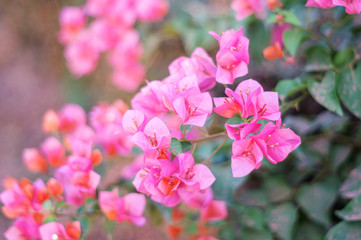 Fototapeta na wymiar Bougainvillea flower in the garden, soft focus.