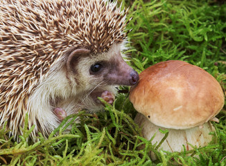 Hedgehog with mushroom in natural moss, macro image
