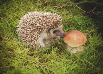 Hedgehog with mushroom in natural moss, nature animal background