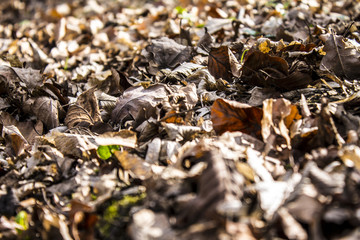 Dry leaves Autumn