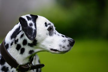 Dalmatiner Portrait - Outdoor