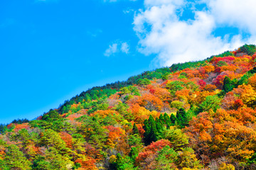 秋の山
