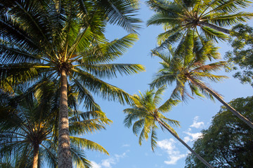 Obraz na płótnie Canvas Palm Cove Trees