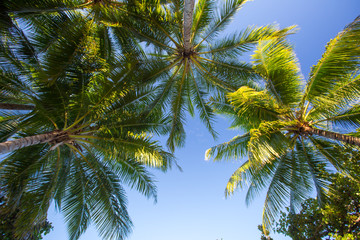 Fototapeta na wymiar Palm Cove Trees