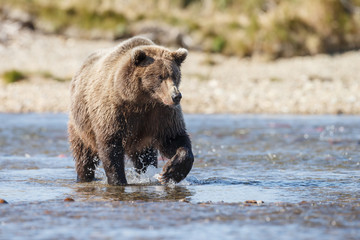 Brown bear standing in the river

