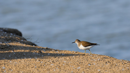Common sandpiper at the lake bank