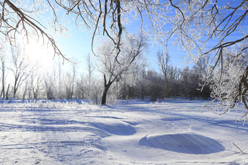 oaks in hoarfrost