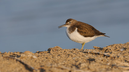 Common sandpiper at the lake bank