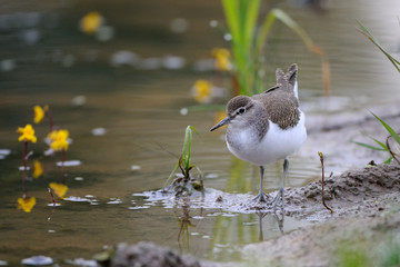 Common sandpiper at river bank among water flowers