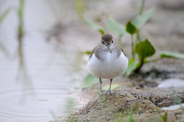 Front view of walking Common sandpiper at river bank