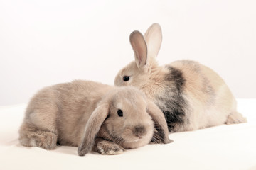 pair of rabbits