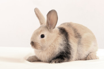 Naklejka premium bunny rabbit