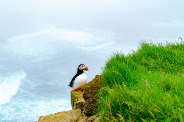 Atlantic Puffin standing on the rock