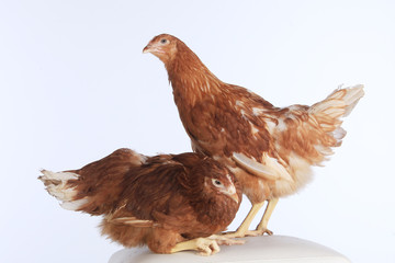 pair of chickens