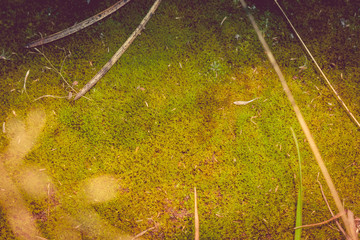 Green Moss Macro Filtered