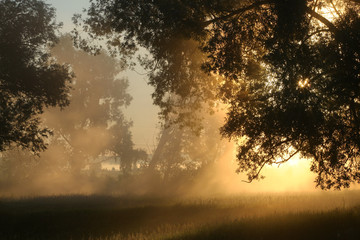 Obraz na płótnie Canvas delightful dawn in oak