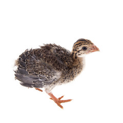 chick