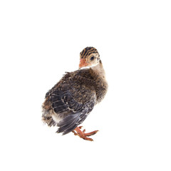 chick