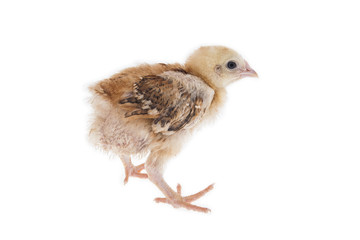 Fototapeta premium chick