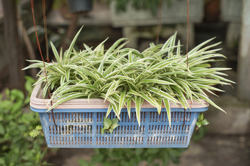 Soft focus of spider plant or Chlorophytum comosum or Anthesicum