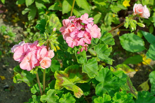 Pink flowers of geranium (Pelargonium zonale) in the garden