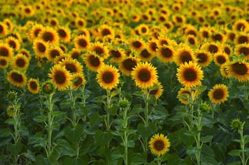 Sunflowers in the field, large round. Delicate sunset light in the background.
