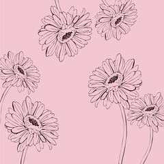 Gerbera daisy or chamomile flowers drawn by ink. Silhouette flowers on pastel pink background. Hand drawn vector illustration.
