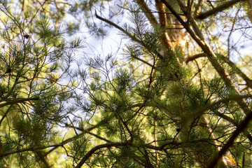 Obraz premium Pine Trees in the Morning