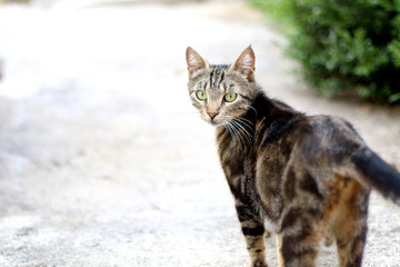 Tabby cat walking in the garden. Selective focus, copy space.