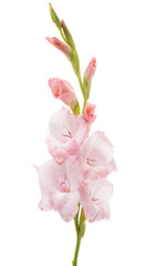 Fototapeta na wymiar gladiolus flower