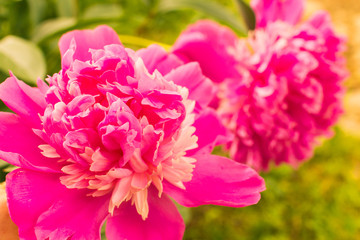 pink peonies on green background close
