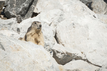 Marmotte